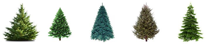 What to do with your old Christmas tree, recycling options
